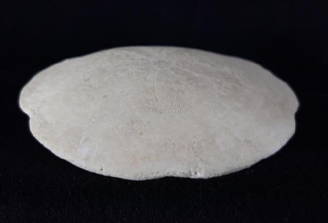 Scutella faujasi (DEFRANCE 1827) - Bild © FossNet FossilienStore